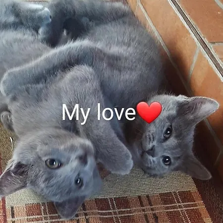 Bed and Breakfast Tom E Jerry 3*