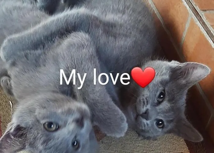 Panzió Tom E Jerry 3*